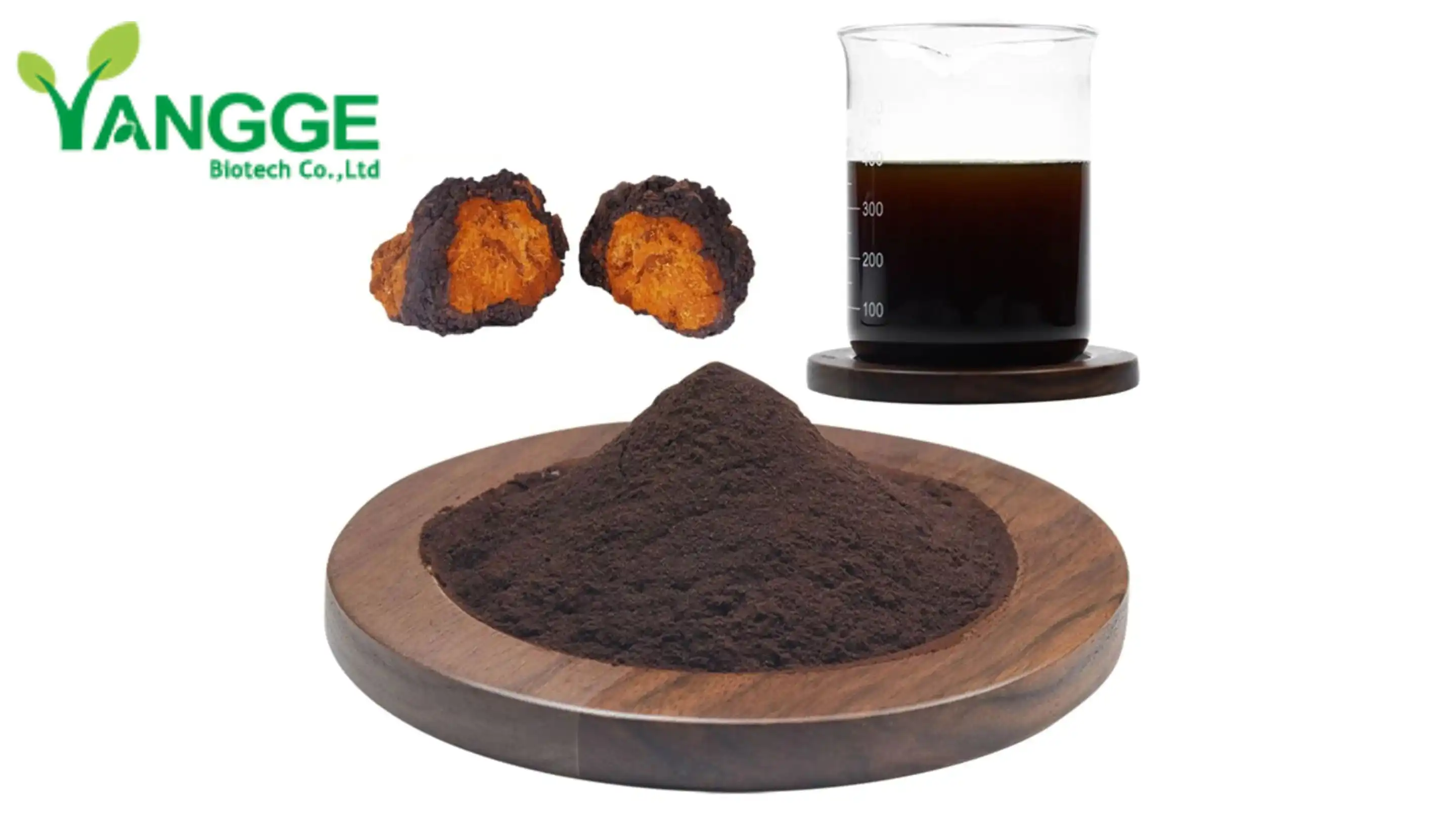 Chaga mycelium extract Chaga mycelium extract